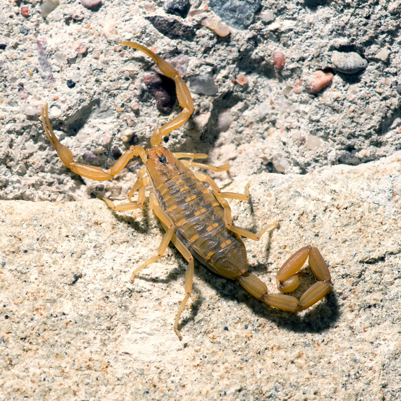 Arizona Bark Scorpion | Desert Animals