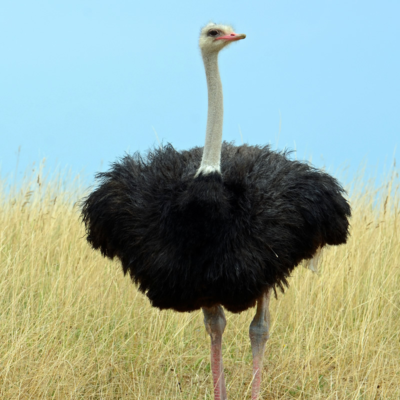 Ostrich | Desert Animals