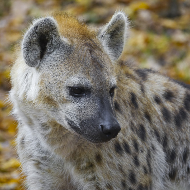 Spotted Hyena | Desert Animals
